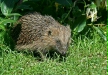 Hedgehog